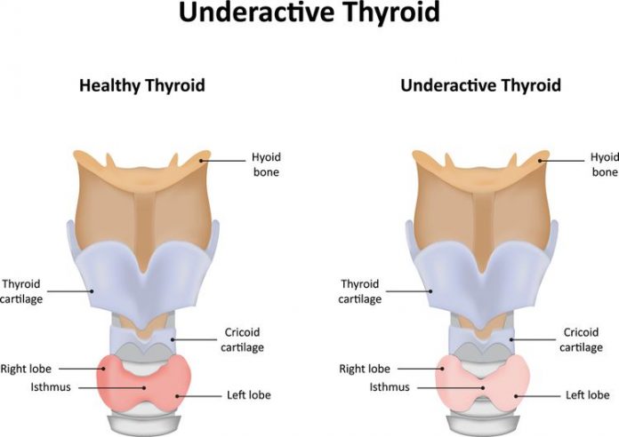 thyroid