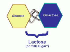 lactose