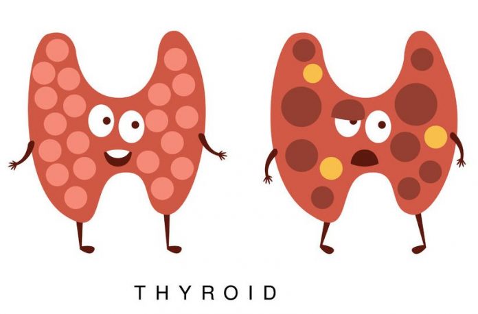 thyroid gland