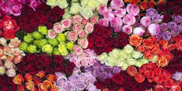 the colors of roses