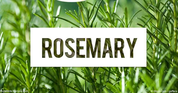 Benefits of Rosemary for the Paunch