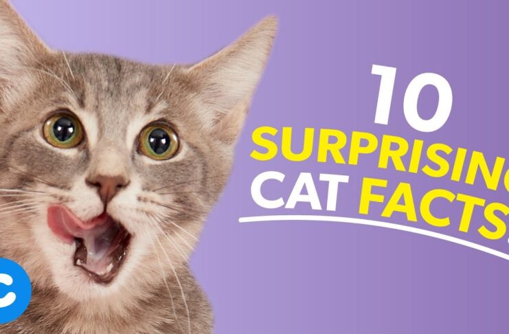 Facts About Cats